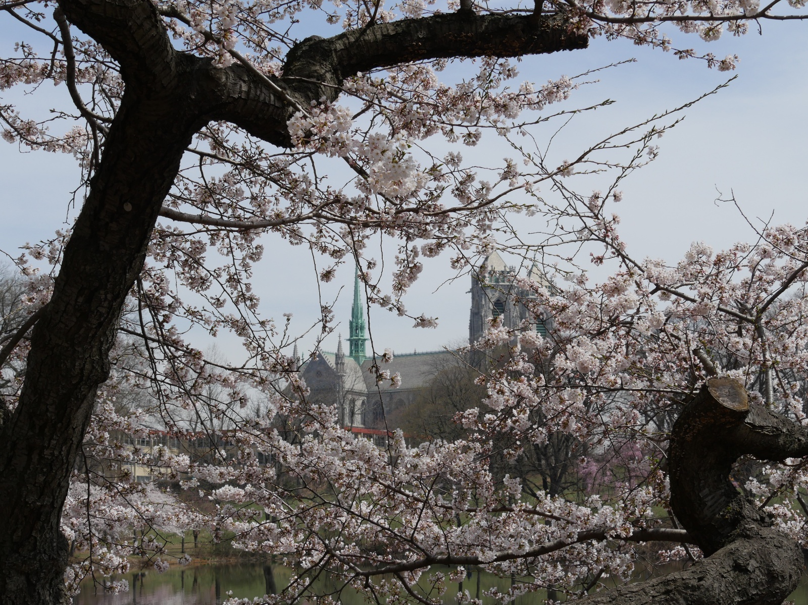 Cathedral and Cherry Blossoms 